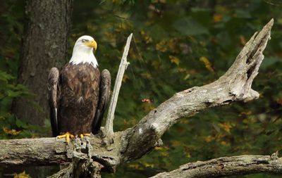 Bald Eagle Nictitating Membrane