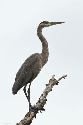 Great Blue Heron