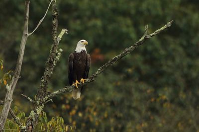 Bald Eagle