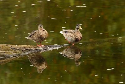 Mallards