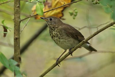 Gray-cheeked Thrush