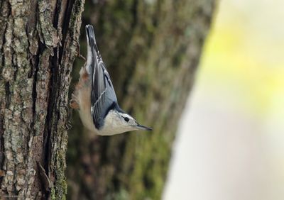 White-breasted Nuthatch