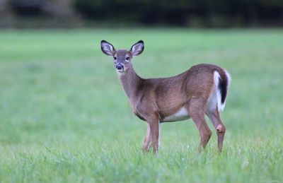Whitetail Deer