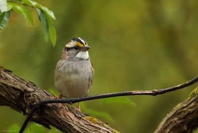 White-throated Sparrow