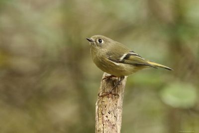 Ruby-crowned Kinglet