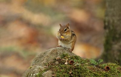 Chipmunk