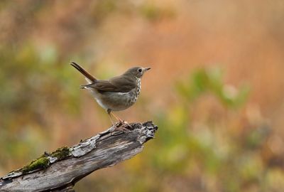 Hermit Thrush