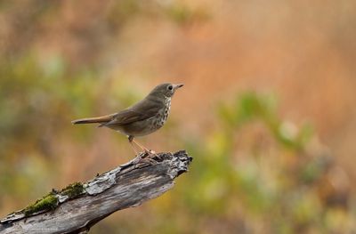 Hermit Thrush