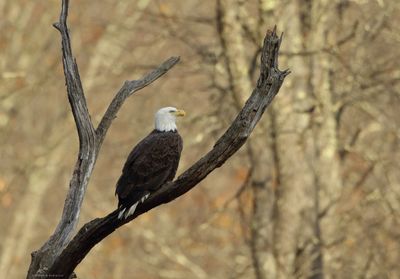 Bald Eagle