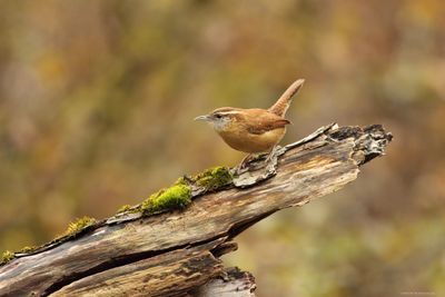 Carolina Wren