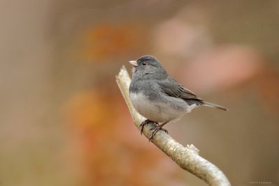 Dark-eyed Junco