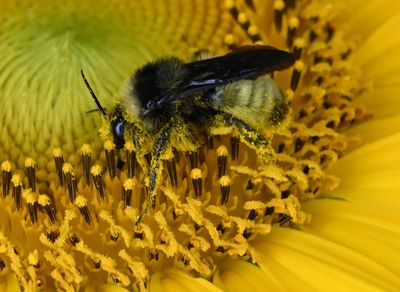 Bumble Bee on Sun Flower_4.JPG