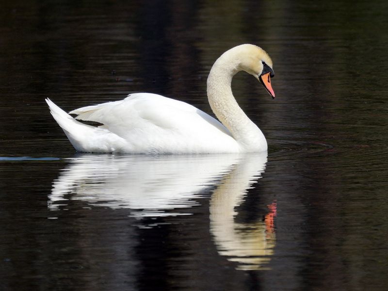 Mute Swan Squared