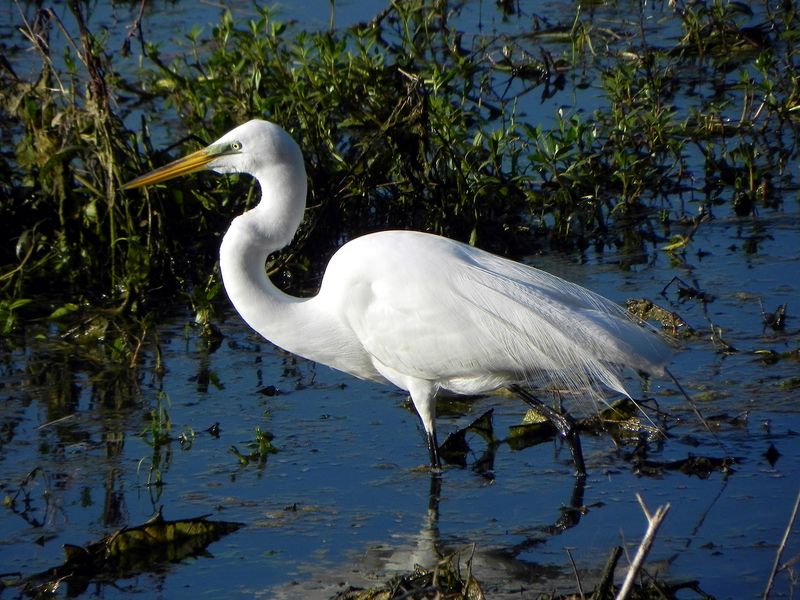 Egret In Alligator Pond