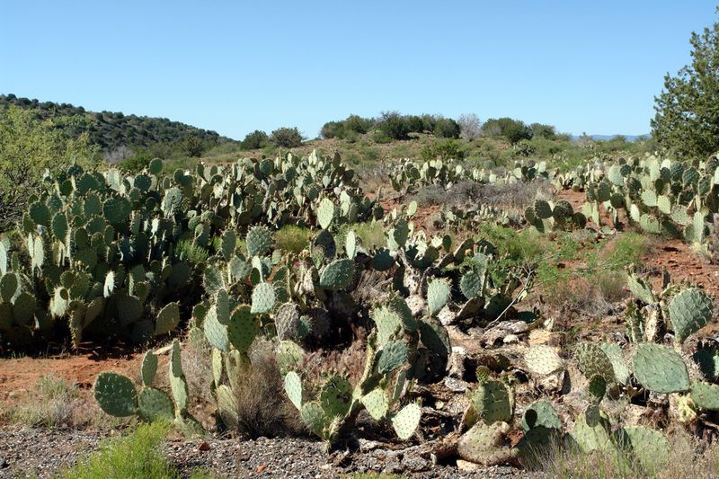Prickly Pear Cactus