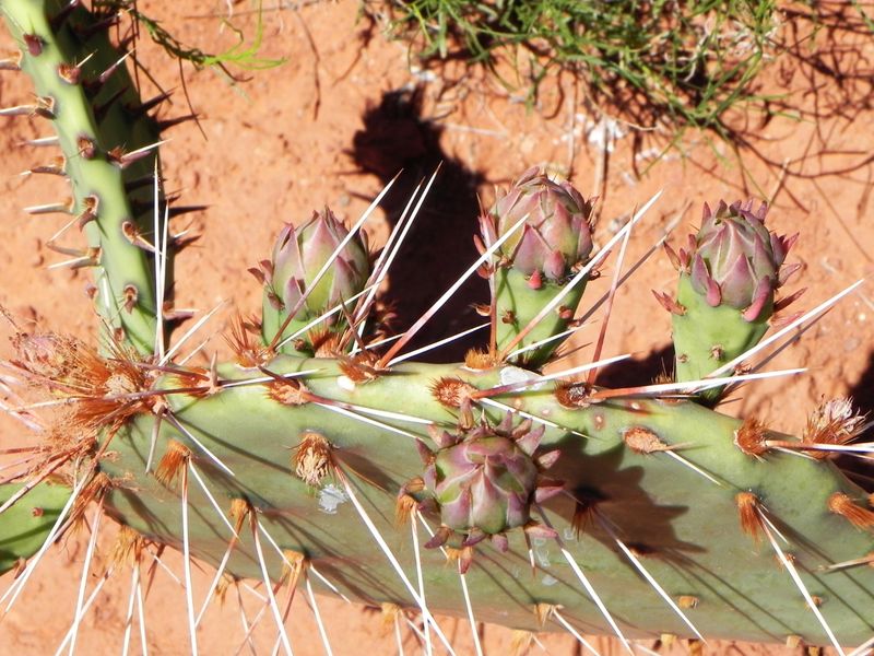 Some Serious Thorns