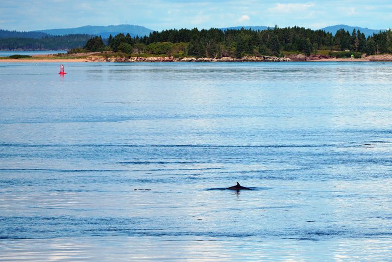 One Of  Many Minke Whales 