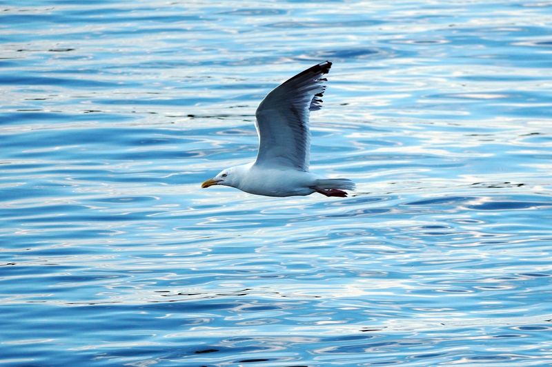 Practicing Bird In Flight Photography