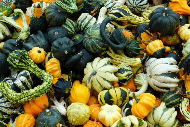 Gourd Heavens