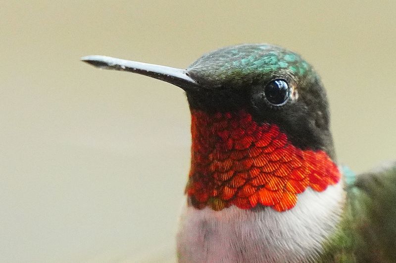 Male Portrait