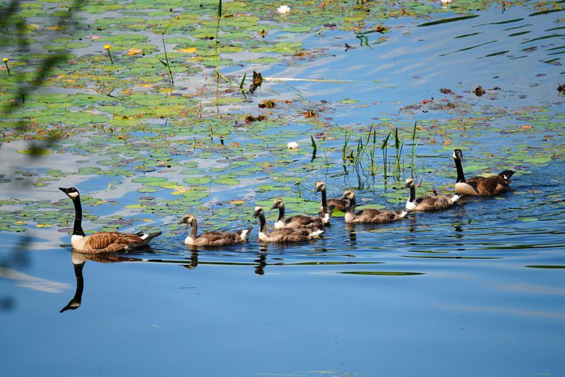 6 Goslings