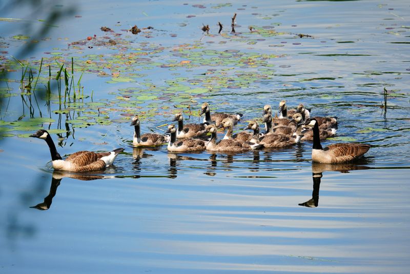 12 Goslings