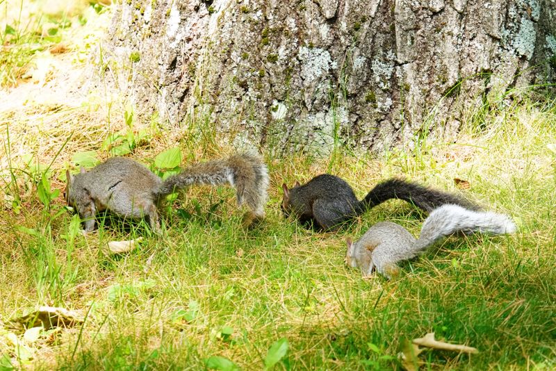 Family Hunt