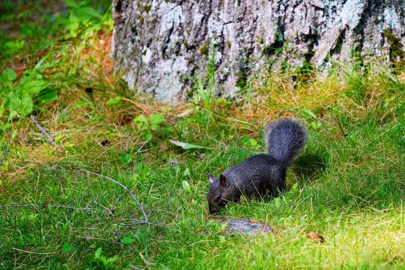 Black Squirrels