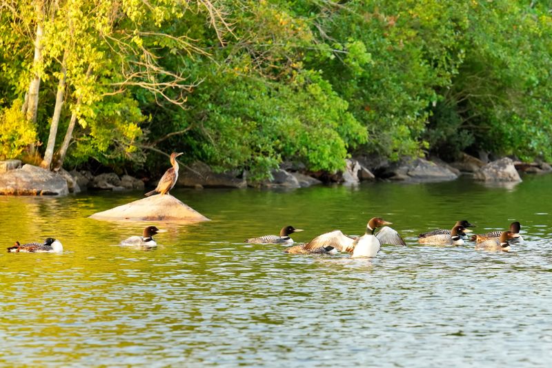 Our Loons Visiting A Cormorant