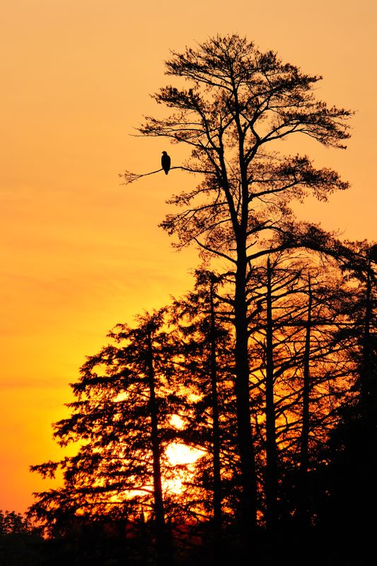 Sunrise On Snake Island