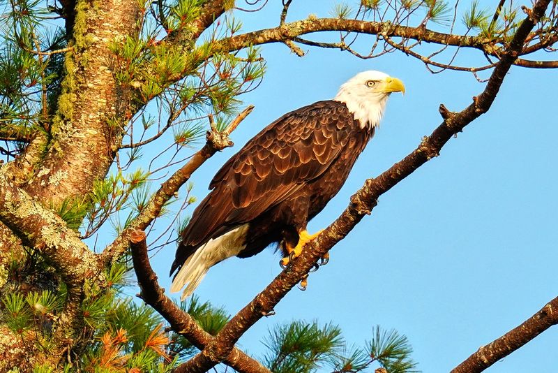 West Shore Earlybird