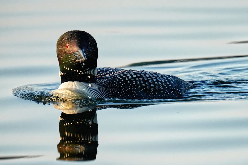 Sunrise Loon