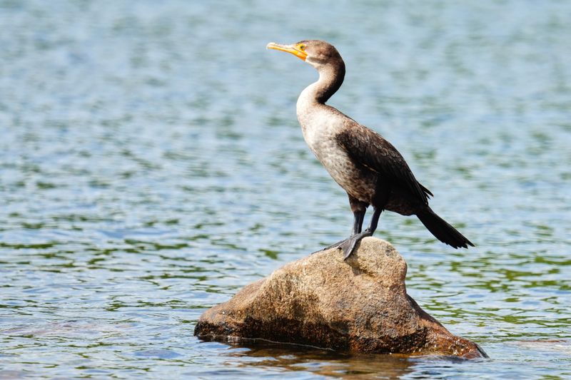Resident Cormorant