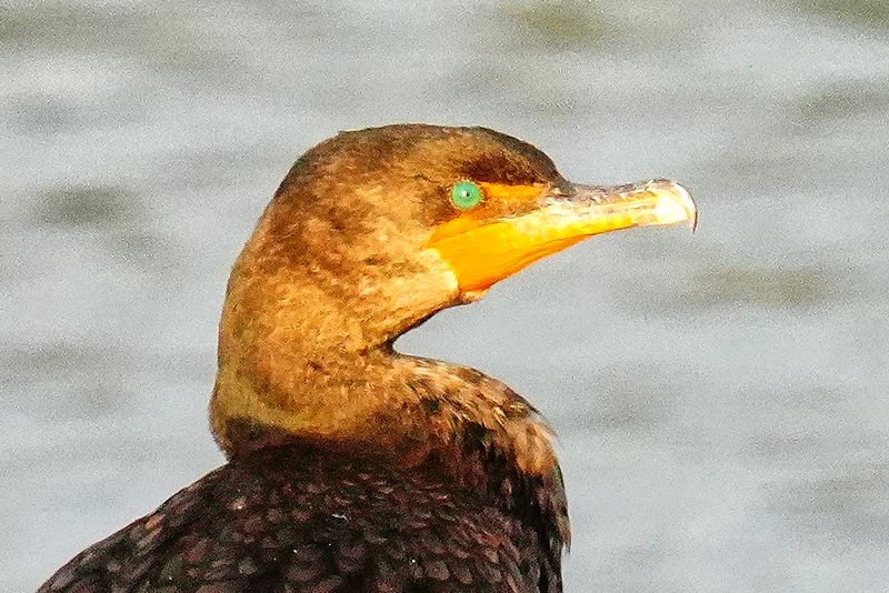 Emerald Eye