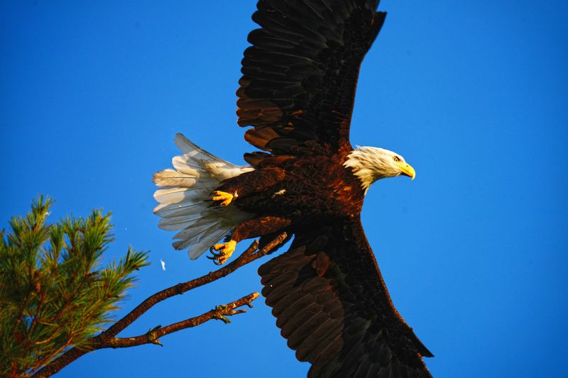 Sunrise Eagle