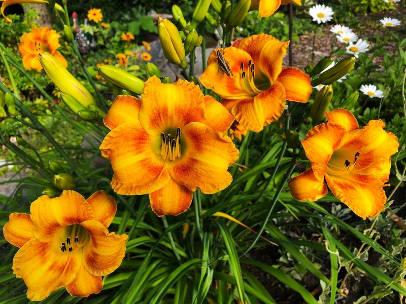 Flowers Of 2025