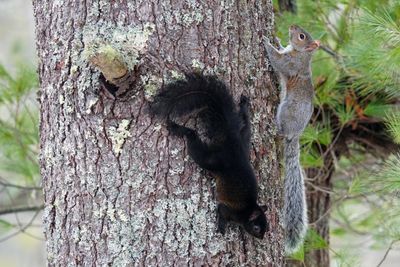 Black Squirrels