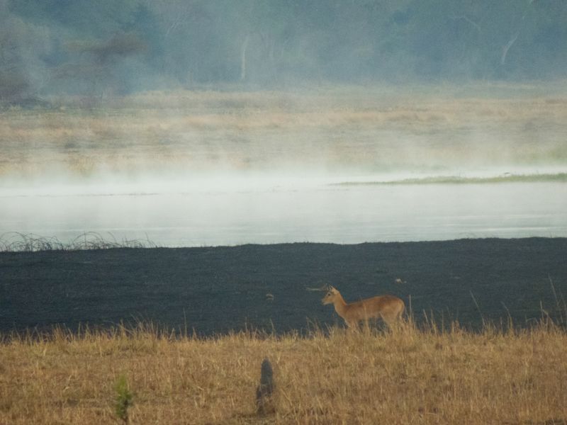 Puku in the Morning Mist