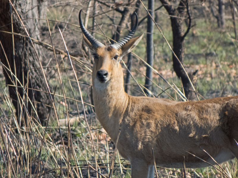 Profile Reed Buck