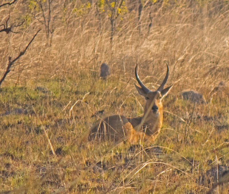 Relaxed Reedbuck