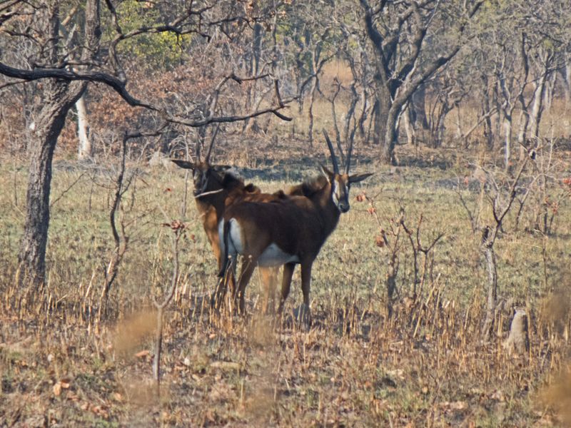 Mirror Image Sables