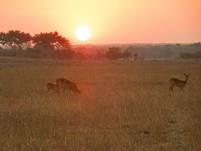 sunsetpuku.jpg
