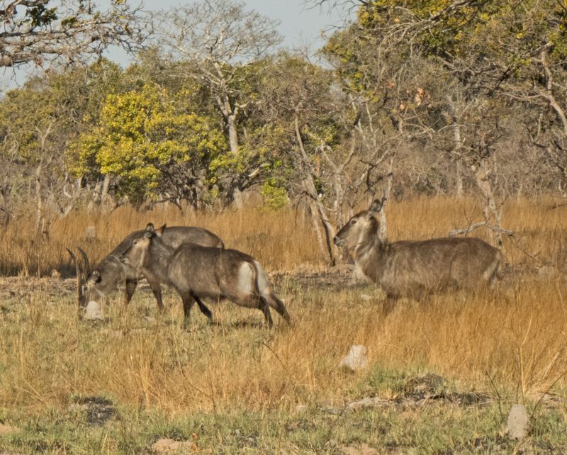 Some Waterbuck