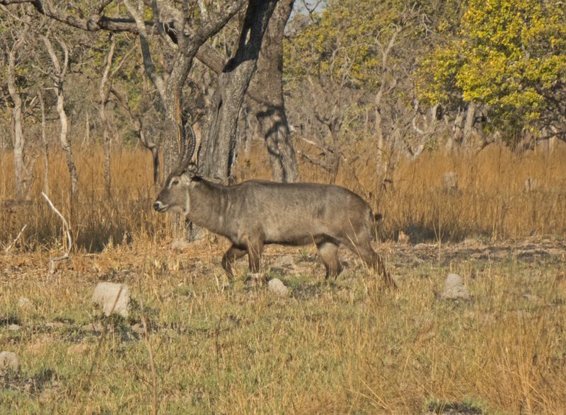 Waterbuck Bull