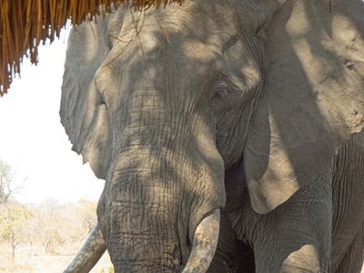 Zambia 2019