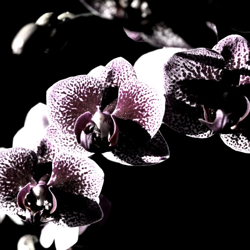 The 'Flora Excursoria Hafniensis' Series