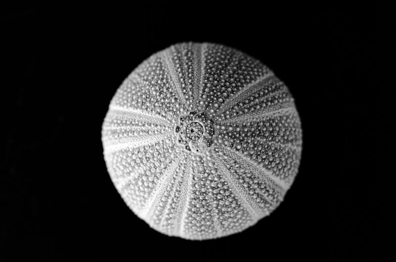 Sea Urchin Shell | July 2023 | Geometrical Patterns | Fibonacci Sequency | Objects for an Ideal Home