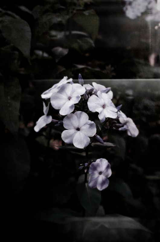 Pale Blue Flowers ~ Flora Excursoria Hafniensis