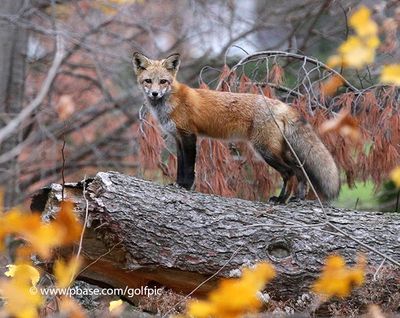 Red fox in fall colours