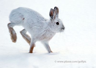 Snowshoe hare in Ottawa